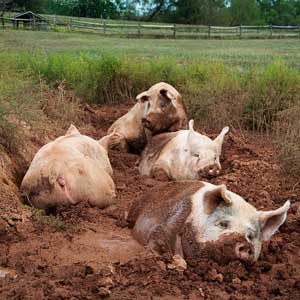 几头在泥巴中种打滚的猪
