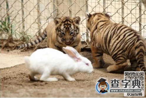 小朋友简单动物绕口令-大老虎和小灰兔